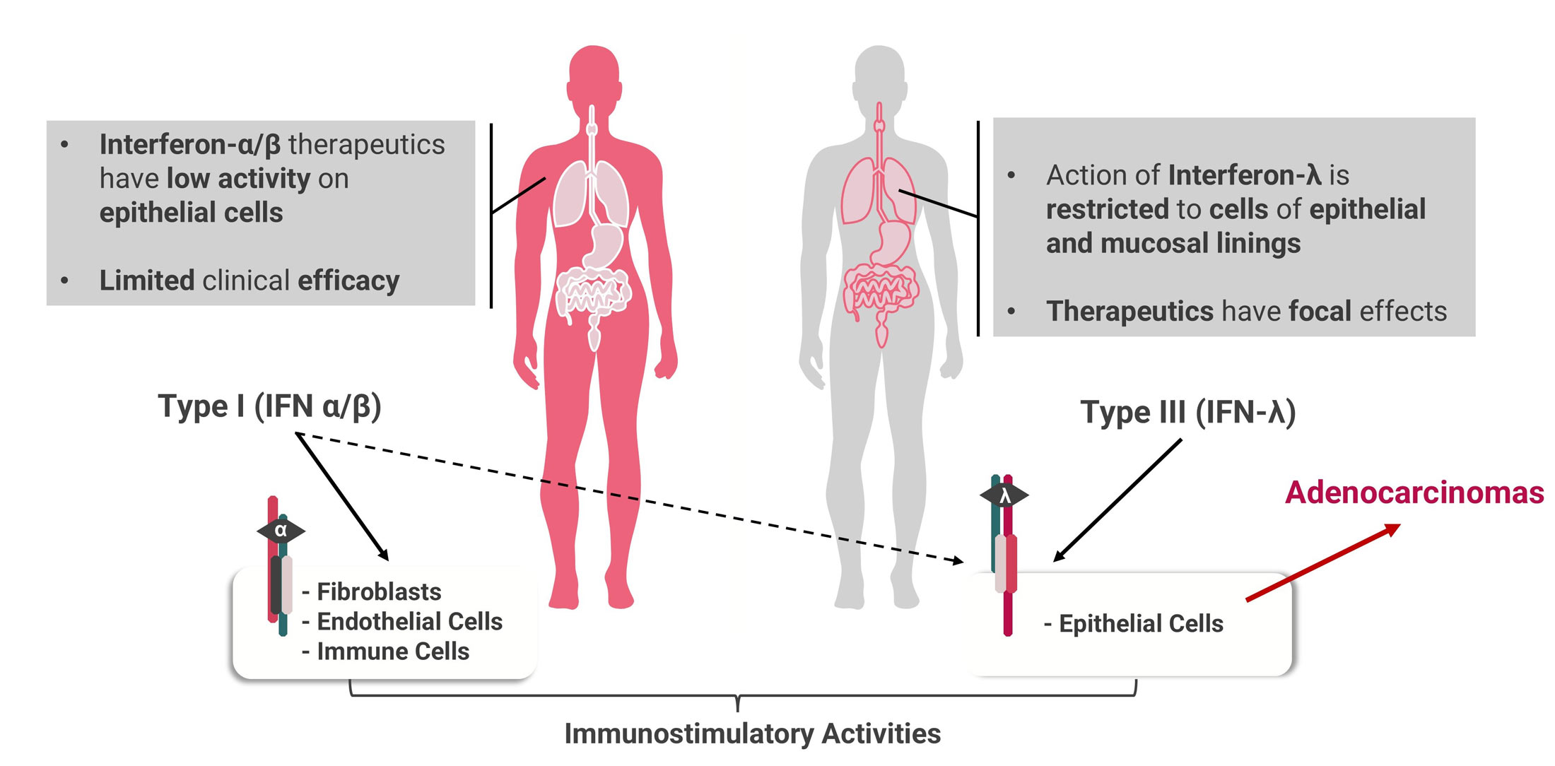 Action of Interferons is Compartmentalized to Different Tissues