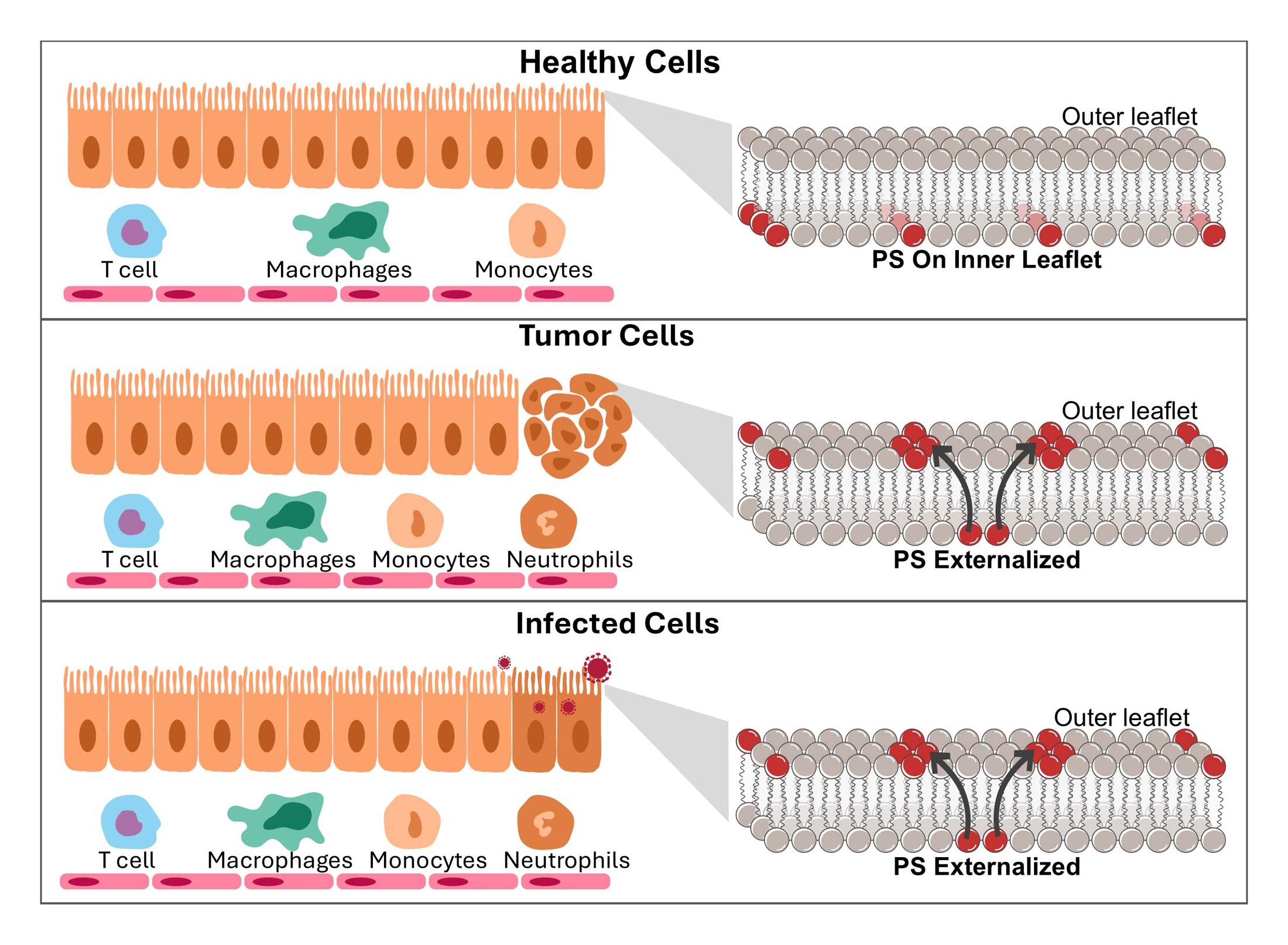 Externalized Phosphatidylserine is a Universal Biomarker for Stressed Cells